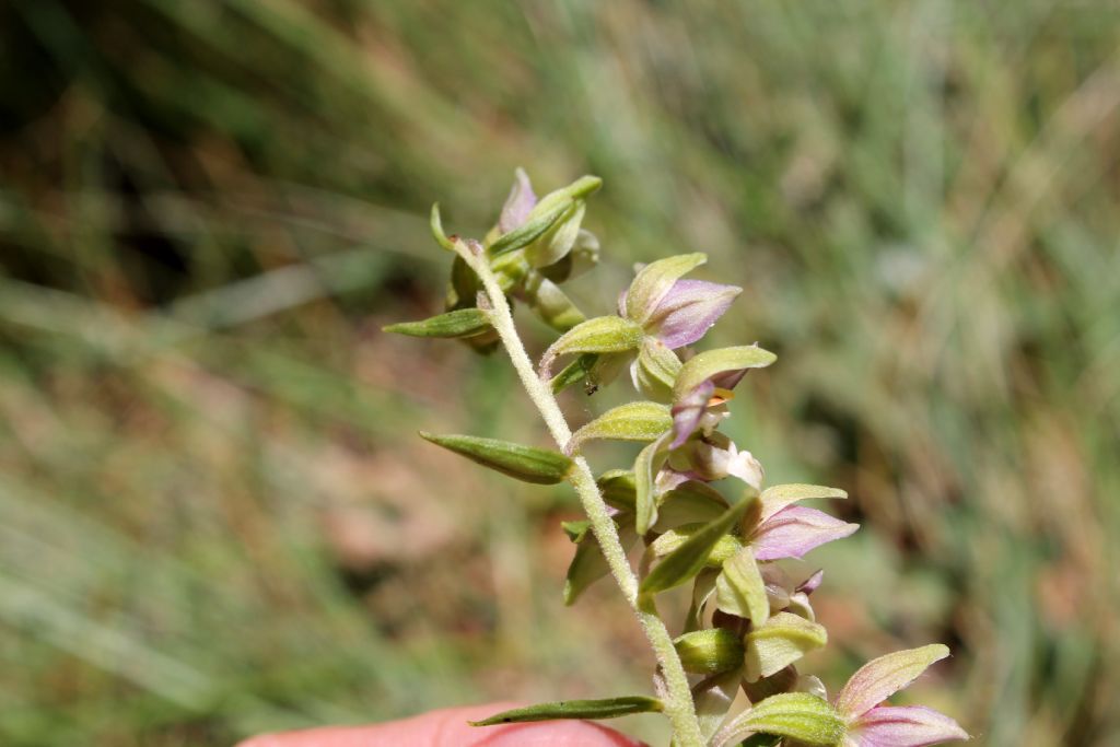 Epipactis helleborine